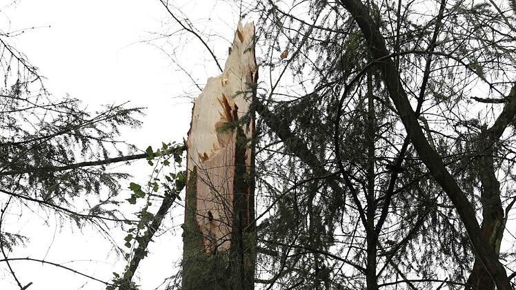 Umgeknickter Baum bei Lützelsdorf Foto: Franz Galster