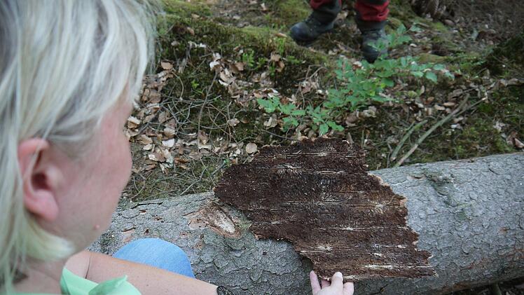 Carmen Hombach wirft einen Blick auf die Borkenk&auml;fersch&auml;den unter der Baumrinde. Foto: Rebecca Vogt