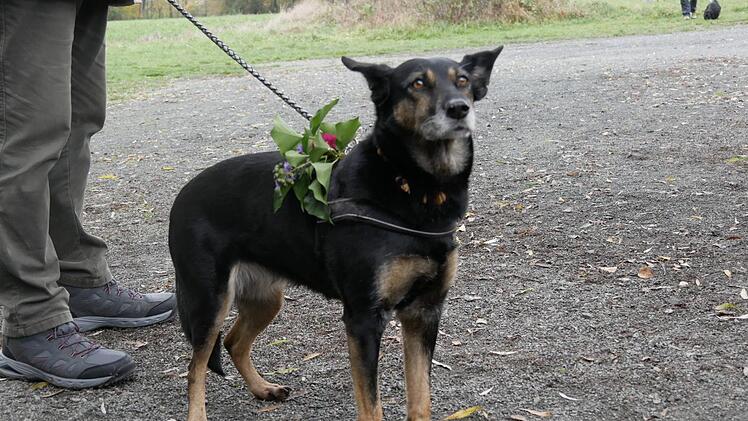 Hündin Ronja trägt Festtagsschmuck zur Segnung.   Foto: Manja von Nida