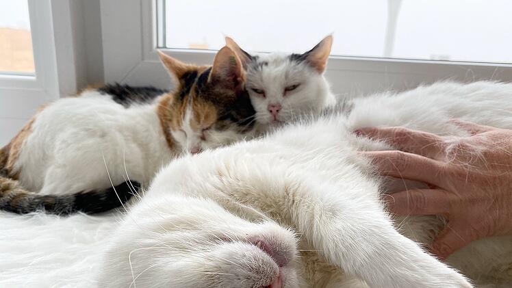 Katzen Tierheim Hof