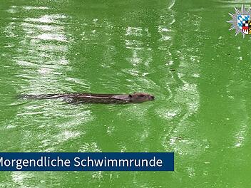 Biber schwimmt in Fackelmann Therme Hersbruck
