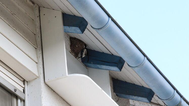 Davon haben Vögel und Hausbesitzer etwas: Die Bretter sollen etwa 50 Zentimeter unterhalb des Nestes hängen, damit die Hauswand nicht verschmutzt und die Vögel freie Flugbahn haben. Jutta Rudel