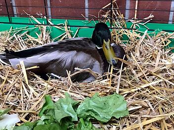 Tierheim Bamberg versorgt Erpel nach "Tragödie" - Emil verliert Partnerin bei "schlimmem Unfall"