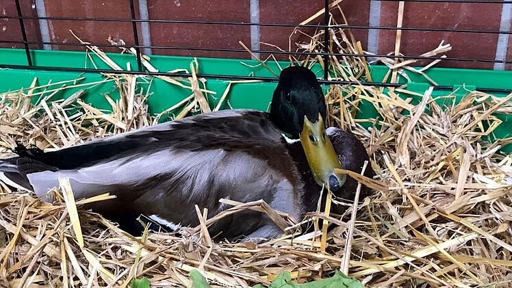 Tierheim Bamberg versorgt Erpel nach "Tragödie" - Emil verliert Partnerin bei "schlimmem Unfall"