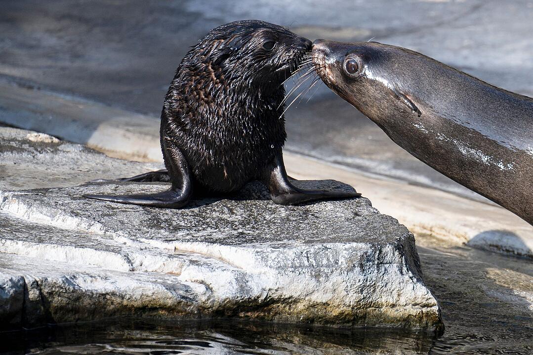 Prager Zoo - Seel&ouml;wen
