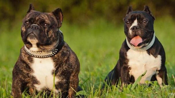 Kräftige Hundedamen.Foto: Jasmin Ziegler