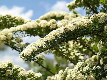 Sträuchern wie der Brautspiere eine ewige Jugend verleihen? Das ist ganz einfach - mit diesem simplen Tricks. Symbolfoto: Hans/pixabay.com