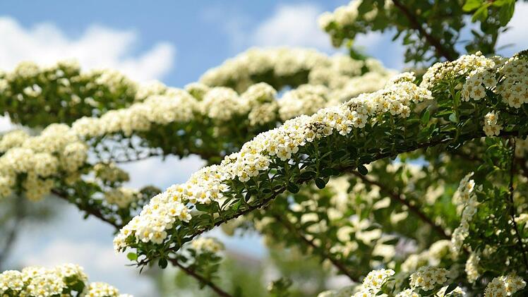 Sträuchern wie der Brautspiere eine ewige Jugend verleihen? Das ist ganz einfach - mit diesem simplen Tricks. Symbolfoto: Hans/pixabay.com