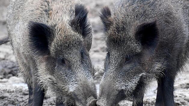 Die Afrikanische Schweinepest als Gefahr? Experten, Politiker und Verb&auml;nde warnen vor dem Virus. Was sind die Hauptverbreitungswege? Symbolbild: Carsten Rehder/dpa