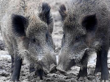 Die Afrikanische Schweinepest als Gefahr? Experten, Politiker und Verb&auml;nde warnen vor dem Virus. Was sind die Hauptverbreitungswege? Symbolbild: Carsten Rehder/dpa