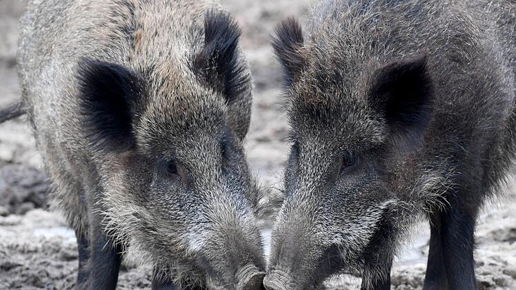 Die Afrikanische Schweinepest als Gefahr? Experten, Politiker und Verb&auml;nde warnen vor dem Virus. Was sind die Hauptverbreitungswege? Symbolbild: Carsten Rehder/dpa