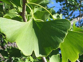 Symbolbild eines Gingkos (Foto: Suzanne Braun)