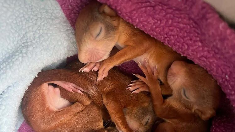 Erlangen: H&ouml;henretter retten vier Eichh&ouml;rnchenbabys aus 20 Metern H&ouml;he