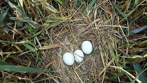 Ein Glücksfall war, dass das mitten im Getreidefeld gut versteckte Nest entdeckt wurde. Foto: Matthias Franz