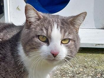 Tierheim Bamberg: Sch&uuml;chterner Schmusekater Leopold sucht neues Zuhause