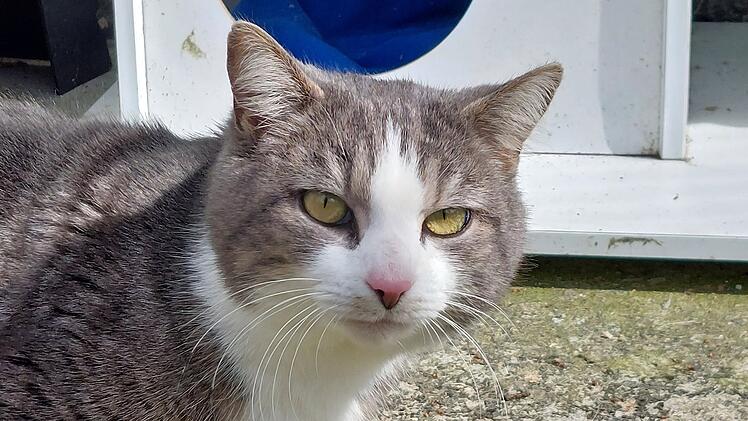 Tierheim Bamberg: Sch&uuml;chterner Schmusekater Leopold sucht neues Zuhause