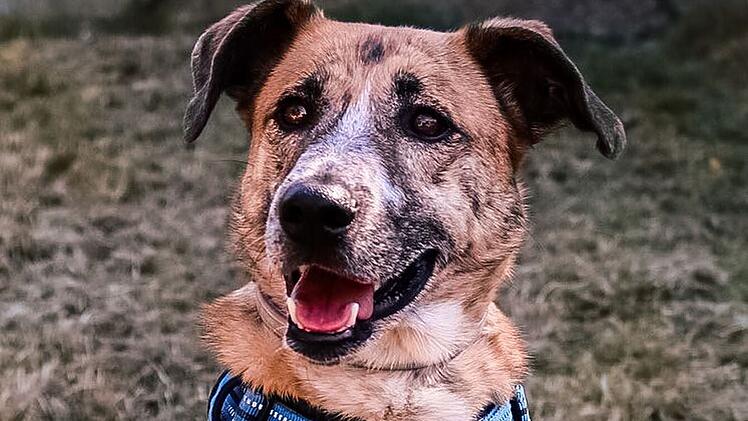 Bamberg: "Ganz tolle" H&uuml;ndin Amy sucht ihr "F&uuml;r-Immer-Zuhause" - wer m&ouml;chte sie aufnehmen oder Pate werden?