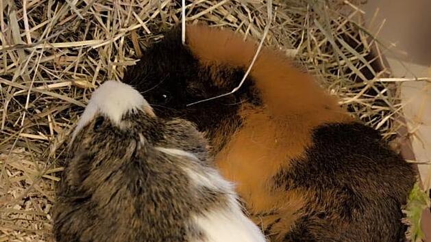 Tierheim N&uuml;rnberg: Meerschweinchen "Moon" nach "Sky" gestorben - Tierheim fassungslos
