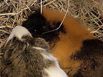 Tierheim Nürnberg: Meerschweinchen "Moon" nach "Sky" gestorben - Tierheim fassungslos