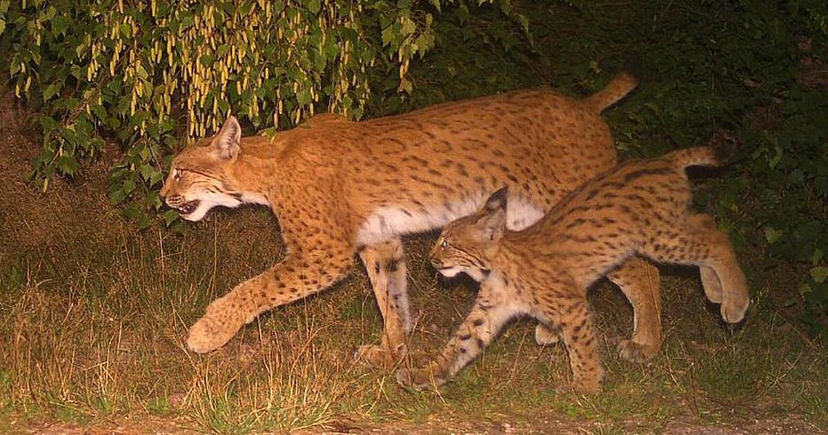 Fotofalle unweit von Franken gelingt außergewöhnlicher Schnappschuss