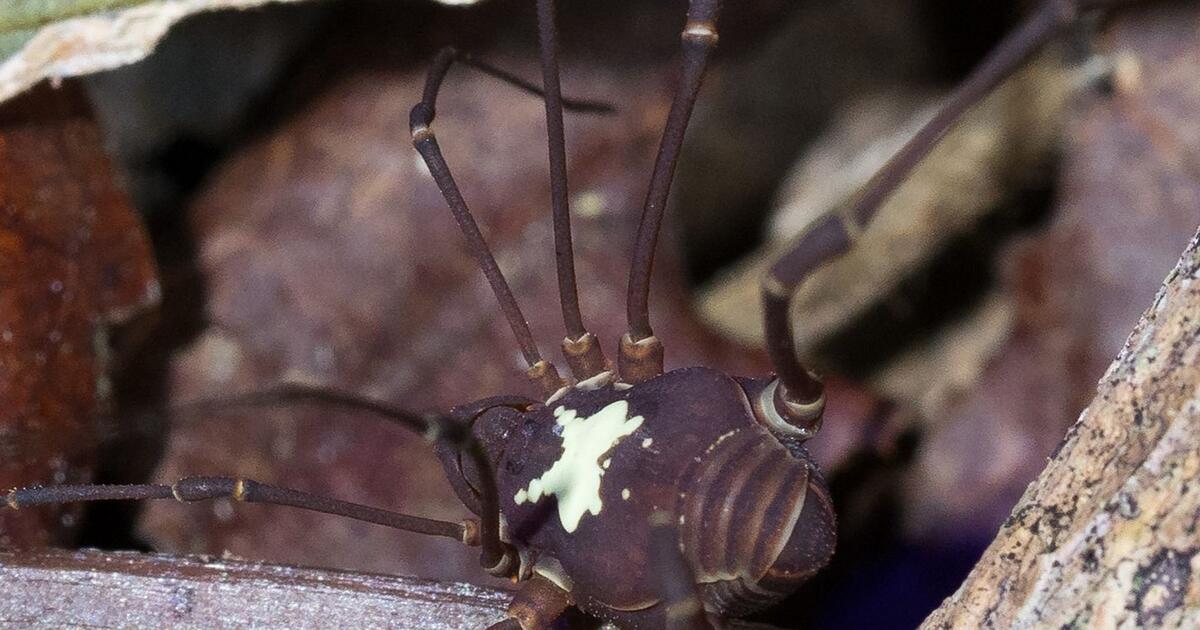 Weberknechte-mit-R-ckenleuchte