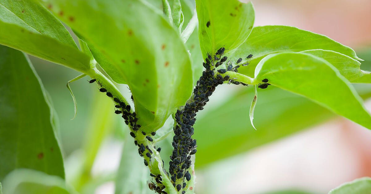 Blattläuse erfolgreich bekämpfen: So schützt du deine Pflanzen