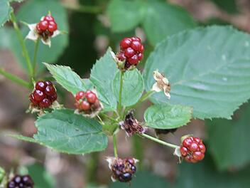 Eine wilde Brombeere (Foto: Archiv)