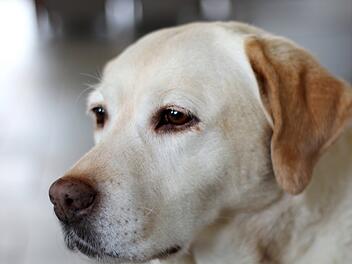 Labrador Retriever