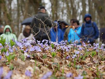 Die Wandergruppe bleibt vor einem Waldstück mit Leberblümchen stehen. Foto: Arkadius Guzy