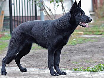 Schwarzer Hund