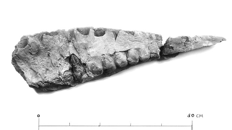Münchner Paläontologen entdecken unbekannte Dinosaurier-Art