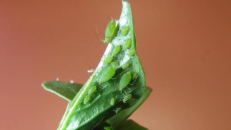 Symbolbild Foto:Current Biology/dpa
