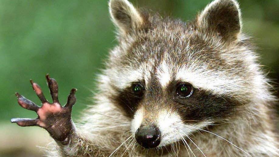 Putzig sieht er aus, der Waschbär. Schlau und anpassungsfähig ist er auch, was ihn so gefährlich für heimische Arten macht.  Foto: Lenhard Klimek