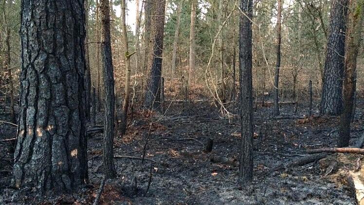 Nach Angaben der Feuerwehr waren sechs bis sieben Hektar Nadelforst betroffen.