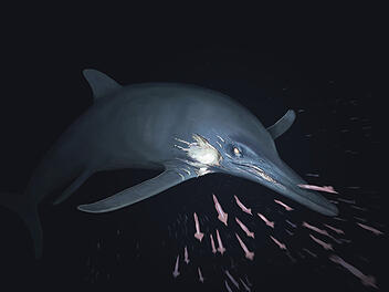 Riesen-Saurier in Oberfranken ausgegraben - er schwamm verletzt durchs Meer