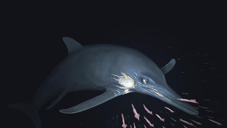 Riesen-Saurier in Oberfranken ausgegraben - es schwamm verletzt durchs Meer