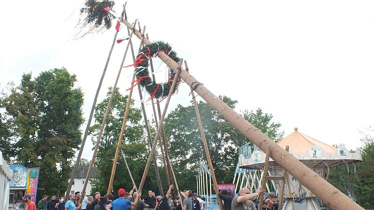 Der schlanke, aber hohe Baum machte den Kerwasburschen beim Aufstellen viel Arbeit. Foto: Manfred Welker