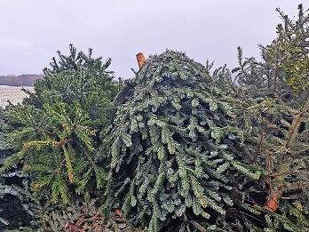 Gesammelt sind die B&auml;ume &ndash; nun warten sie aufs fachgerechte Entsorgtwerden.