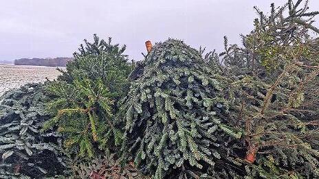 Gesammelt sind die B&auml;ume &ndash; nun warten sie aufs fachgerechte Entsorgtwerden.