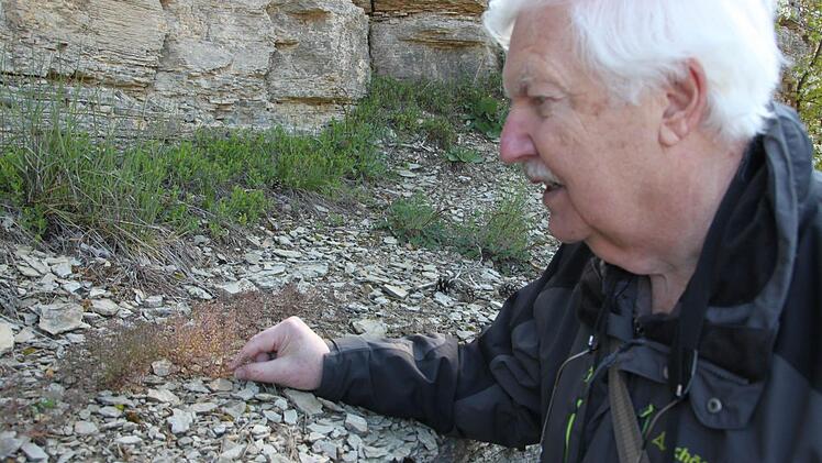 Botaniker Walter Hartmann zeigt die kleine Felsenkresse am Ofentaler Berg. Foto: Paul Ziegler
