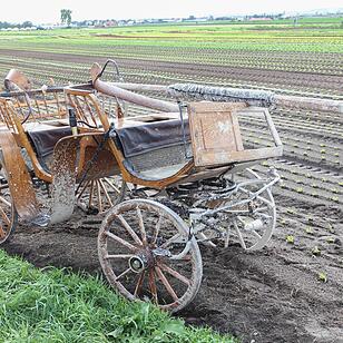 Pferdegespann in Nürnberg geht durch – Vier Verletzte