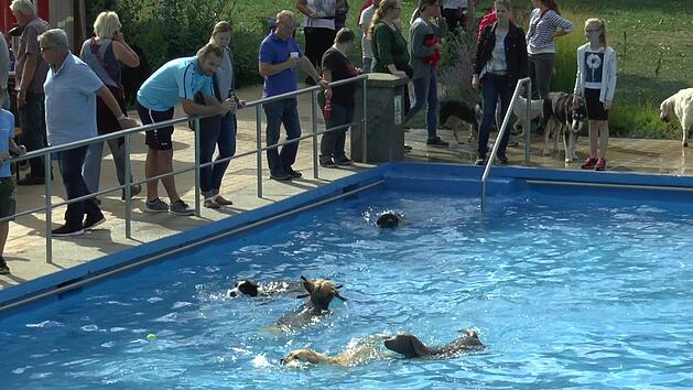 Viel los war wieder im Eltmanner Freibad beim Hundeschwimmen der Wasserwacht.Christian Licha
