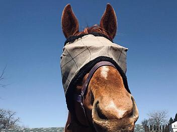 T&ouml;dlich endete die Rettungsaktion eines etwa eine Tonne schweren Pferds, das in Oberfranken durch einen Stallboden gekracht war.   Symbolfoto: Alaina McLearnon/unsplash.com