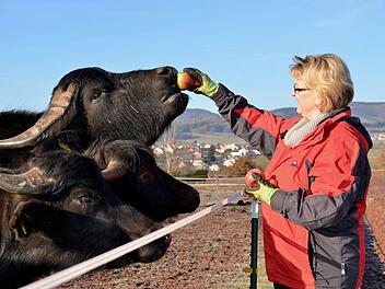 Sandra Groten aus Wollbach hat sich für die Haltung von Wasserbüffeln entschieden. Hier füttert sie ihre Tiere mit Äpfeln. Foto: Kathrin Kupka-Hahn