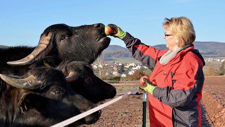 Sandra Groten aus Wollbach hat sich für die Haltung von Wasserbüffeln entschieden. Hier füttert sie ihre Tiere mit Äpfeln. Foto: Kathrin Kupka-Hahn
