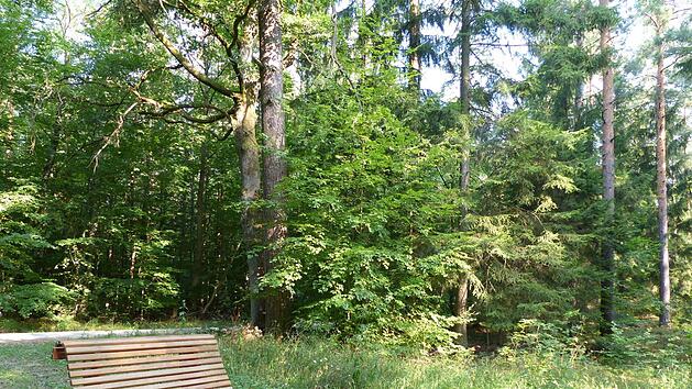 Im Markwald Foto: Pauline Lindner