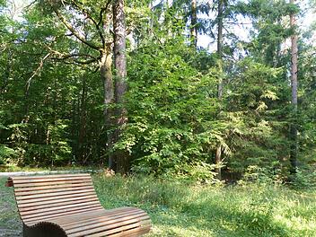 Im Markwald Foto: Pauline Lindner