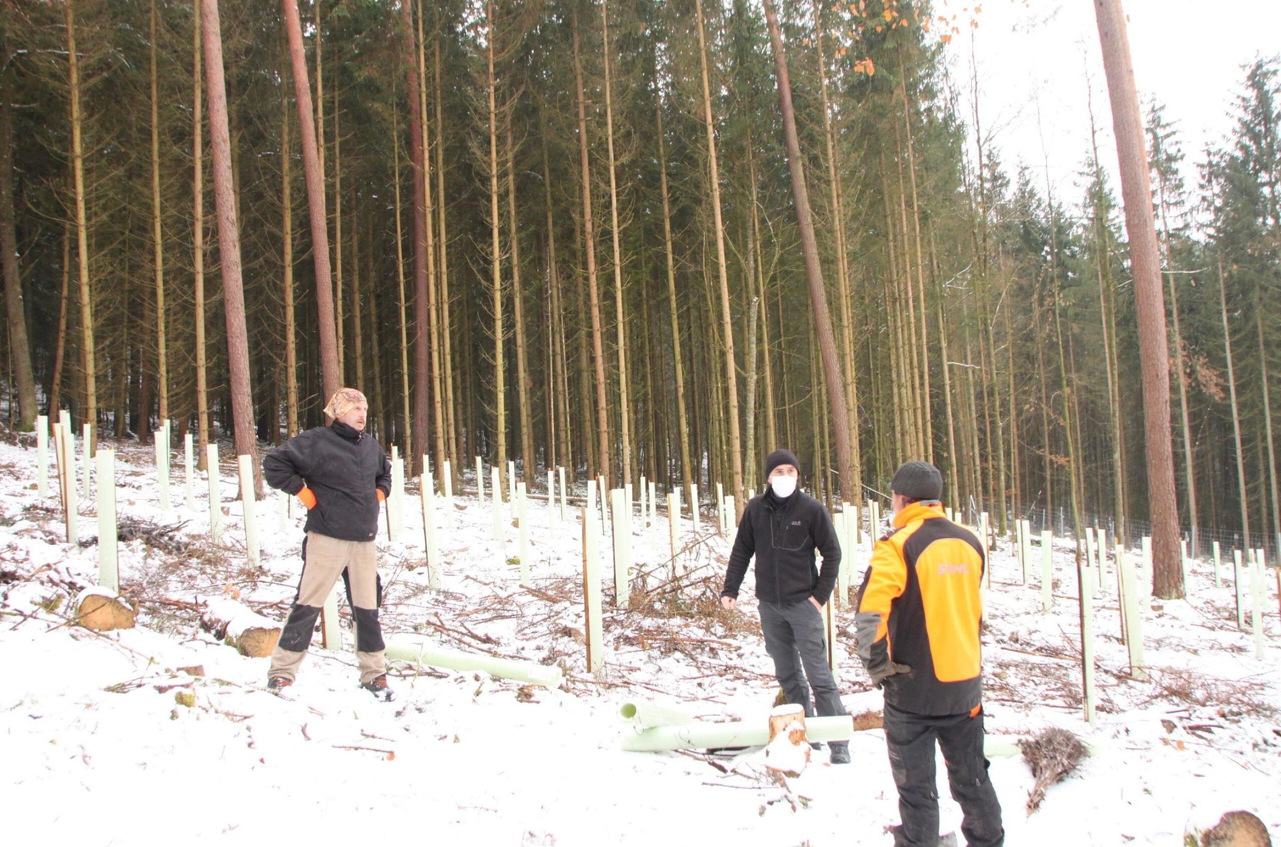 Münnerstadt Fast 30 000 Bäumchen für den Wald der Zukunft