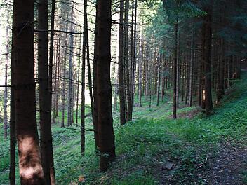 Der Wald soll naturnah bewirtschaftet werden. Die Fichtenmonokulturen müssen zu einem Mischwald umgebaut werden.  Foto: Archiv
