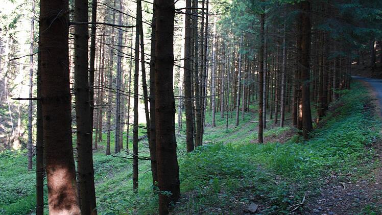 Der Wald soll naturnah bewirtschaftet werden. Die Fichtenmonokulturen müssen zu einem Mischwald umgebaut werden.  Foto: Archiv